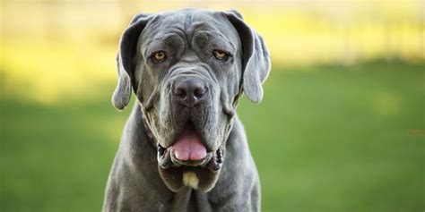 40 Biggest Giant Dog Breeds - Largest Dog Breed Photos