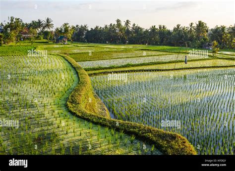 Small green rice plants growing in the shallow paddy fields, rice paddies with mud dividing ...