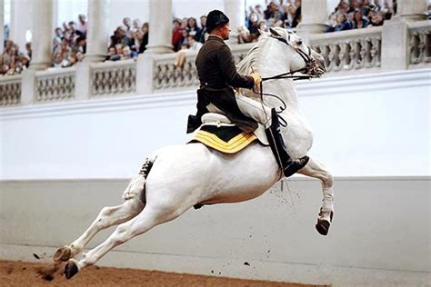 Spanish Riding School Vienna - Tickets for Lipizzaner Horses / Stallions - Information, Schedule ...