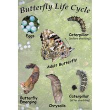 Painted Lady Butterfly Life Cycle Chart | Carolina Biological Supply