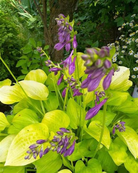 15+ Best Yellow Hosta Varieties With Images – World of Garden Plants