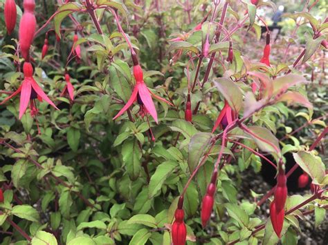 Fuchsia magellanica - Shrubs - Plants