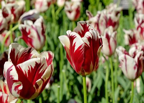 What is the Best Tulip Festival? — 14 of Them (Ranked)