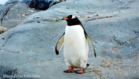 Fun Facts About Penguins for Kids - Mama Teaches