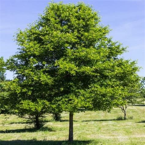 Black Tupelo Tree Seeds nyssa Sylvatica 10seeds - Etsy