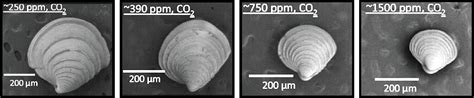 Ocean Acidification Reduces Size of Clams | National Climate Assessment