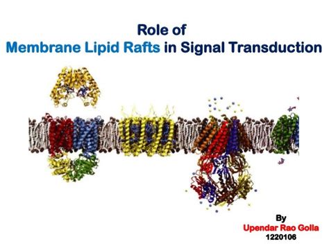 Lipid rafts in signal transduction