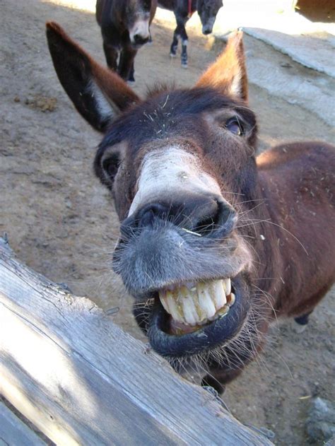 Donkey teeth www.mydentaltourism.com | Special pictures, Donkey, Cute ...