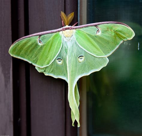 Creature Feature: The Mysterious Luna Moth - Cape Elizabeth Land Trust