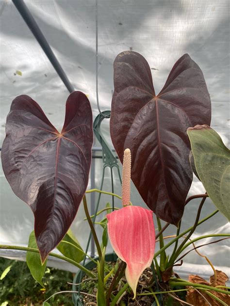 Anthurium Moodeanum Red Leaf Grown in 4 Pot Rare Plant - Etsy