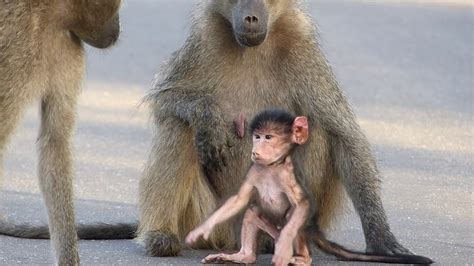 Cute little wobble baby baboon (watch in HD) - YouTube