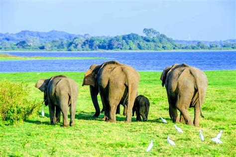 Udawalawe National Park Safari : Everything You need to Know