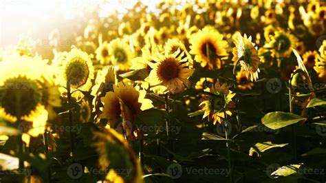 Sunflower field landscape at sunset 5607407 Stock Photo at Vecteezy