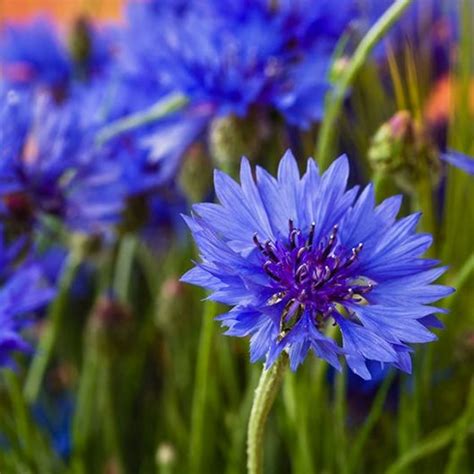 Top 20 Blue Flowers for Your Garden | Garden Design