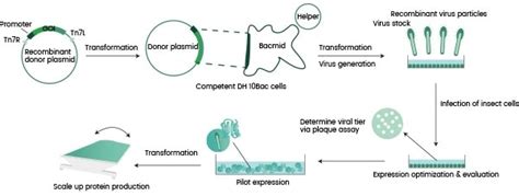 Utilizing insect cells in recombinant protein expression