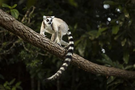 Where Do Lemurs Live? - WorldAtlas