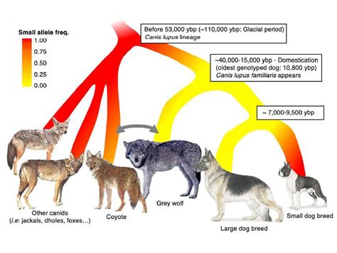 Are Dogs Descended From Wolves