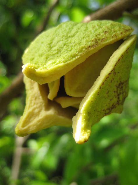 Soursop Flower | Feed me! Guanábana or soursop. © All rights… | Flickr