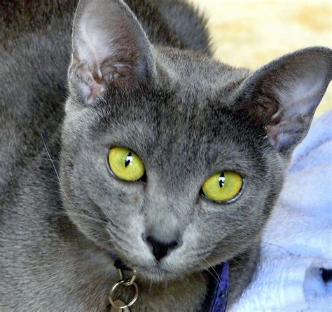 Korat with green eyes photo and wallpaper. Beautiful Korat with green eyes pictures