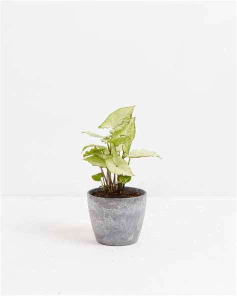 Syngonium White Butterfly | Hanging Plants | Lively Root