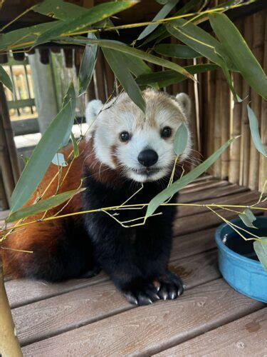 Red Panda - Zoo Atlanta