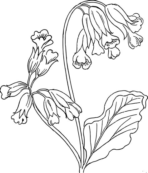 Ocean Plants Coloring Pages at GetDrawings | Free download