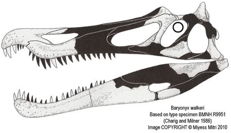 Baryonyx Skull by Miyess on DeviantArt