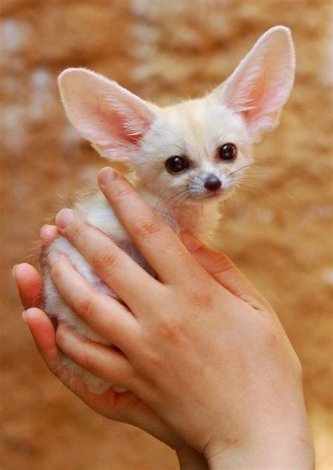 Fenec Fox with cute big ears :-) Zorro Fennec, Fennec Fox Pet, Pet Fox, Cute Little Animals ...