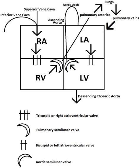 Heart Box Diagram