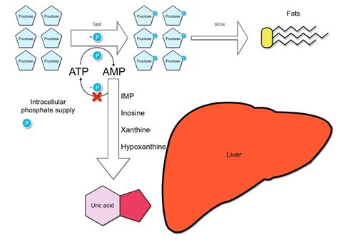 Fructose Metabolism Pathway