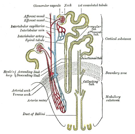 Proximal tubule - Wikiwand