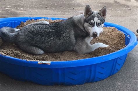 11 Husky Training Tips You Should Know | Your Dog Advisor