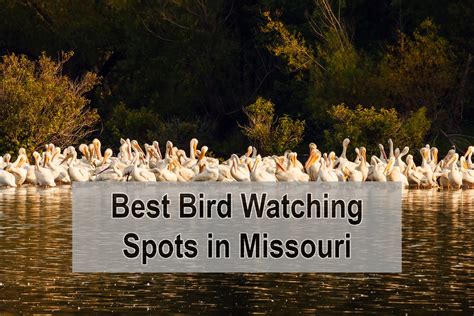 My 12 Best Bird Watching Spots in Missouri You Should Try – Just Watching Birds