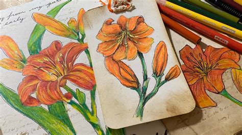 How to draw a Daylily-quickie sketch pencil crayon - YouTube