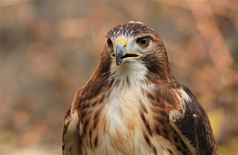 The Hawks Of Ohio - 9 Species To Look For