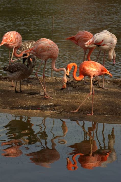 Zoo Animals, Moscow, Russia Stock Image - Image of feather, park: 70322681