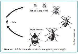 Blog Belajar IPA SMP: Pertumbuhan dan Perkembangan Organisme