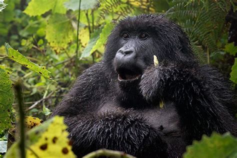 Mountain Gorillas of Rwanda :: Behance