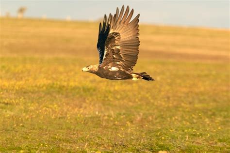 Premium Photo | Adult female spanish imperial eagle flying with the ...