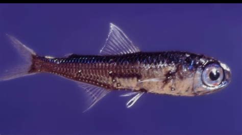 Facts: The Lanternfish - YouTube