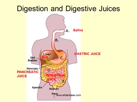 Succus Entericus is the name given to | Biology Questions & Answers | Sawaal