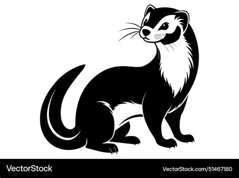 Exploring the north american marten habitat Vector Image