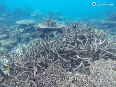 There's Only One Way To Save The Great Barrier Reef: Stop Climate Change