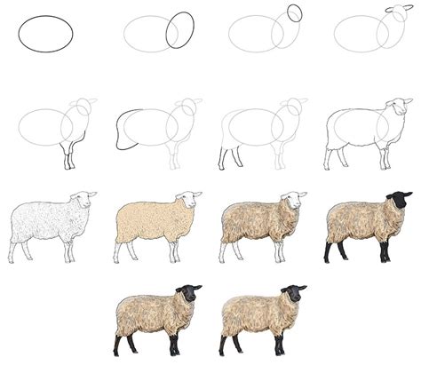 How to Draw a Sheep - The Best Realistic Lamb Drawing Tutorial