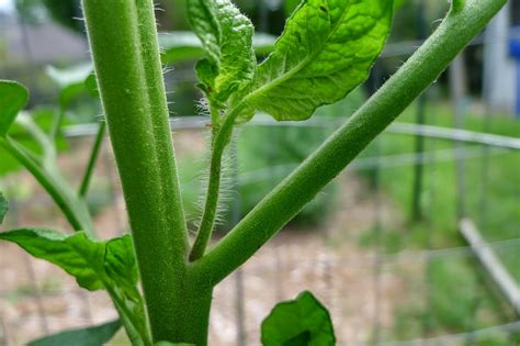 Less Noise, More Green: Pinching tomato suckers and hilling grow bag potatoes