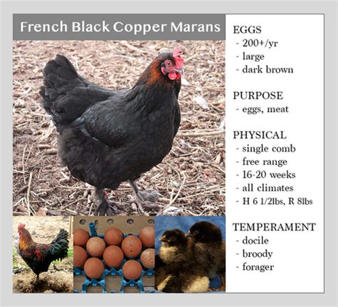 French Black Copper Marans | Chase Hatchery