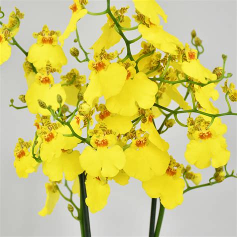 Oncidium Orchid Plant | Plants Delivery London & UK | Moyses Stevens ...