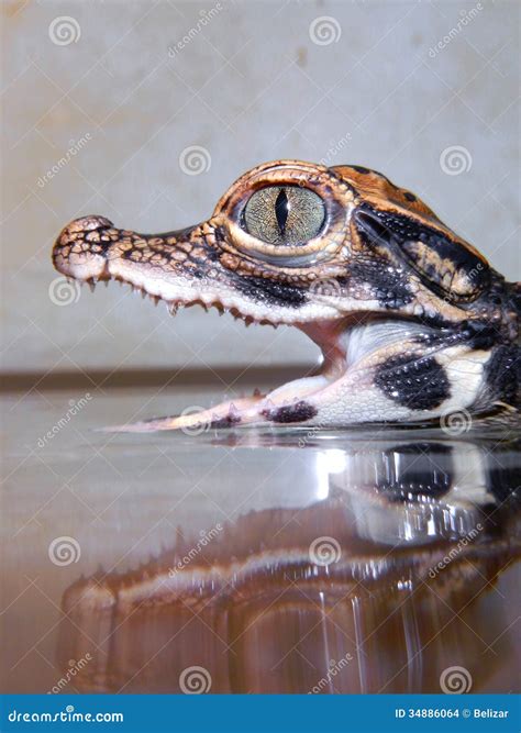 Dwarf crocodile baby stock photo. Image of crocodile - 34886064