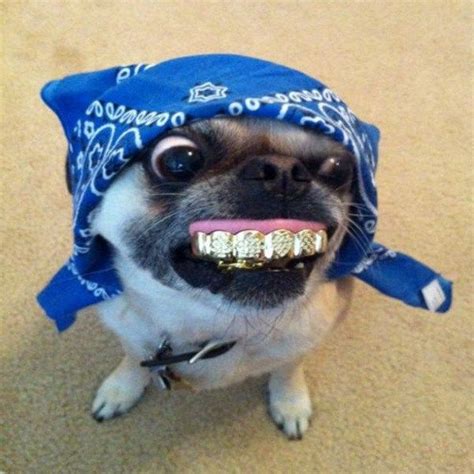 Ten Dogs With False Teeth Who Don't Need to See the Dentist | Funny animals, Animals, Animal heros