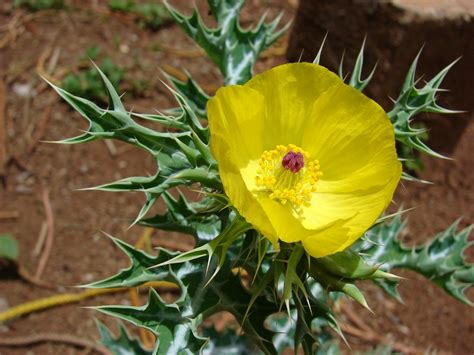 10 Medicinal benefits of thorny plant; Prickly poppy